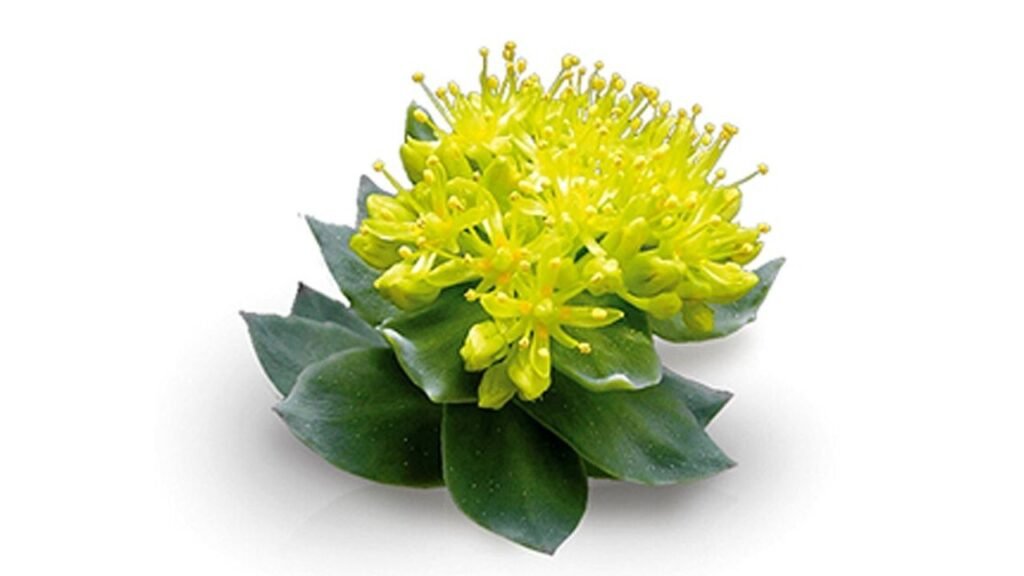 Rhodiola Rosea